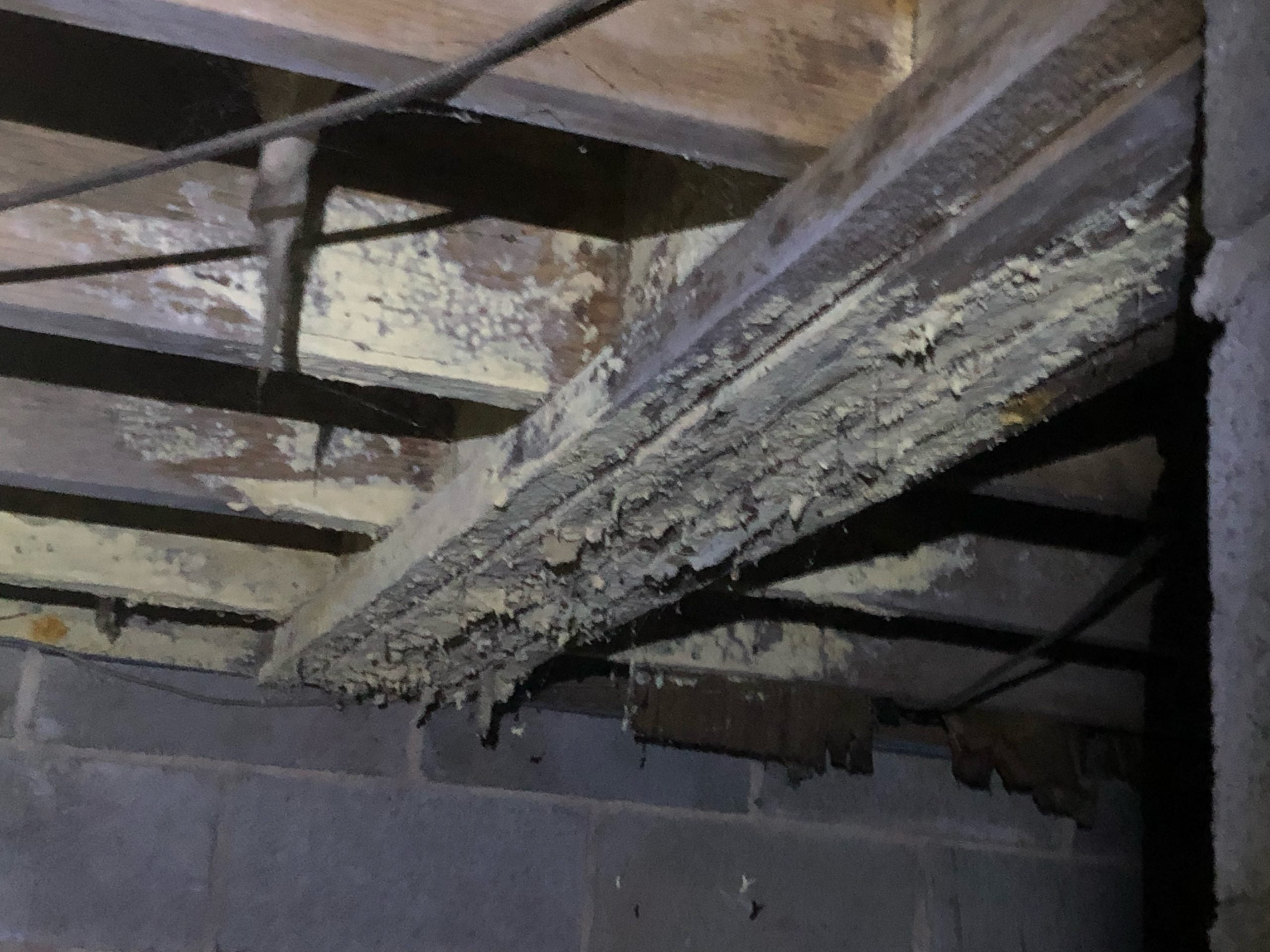 A mold covering support beams inside a crawl space.