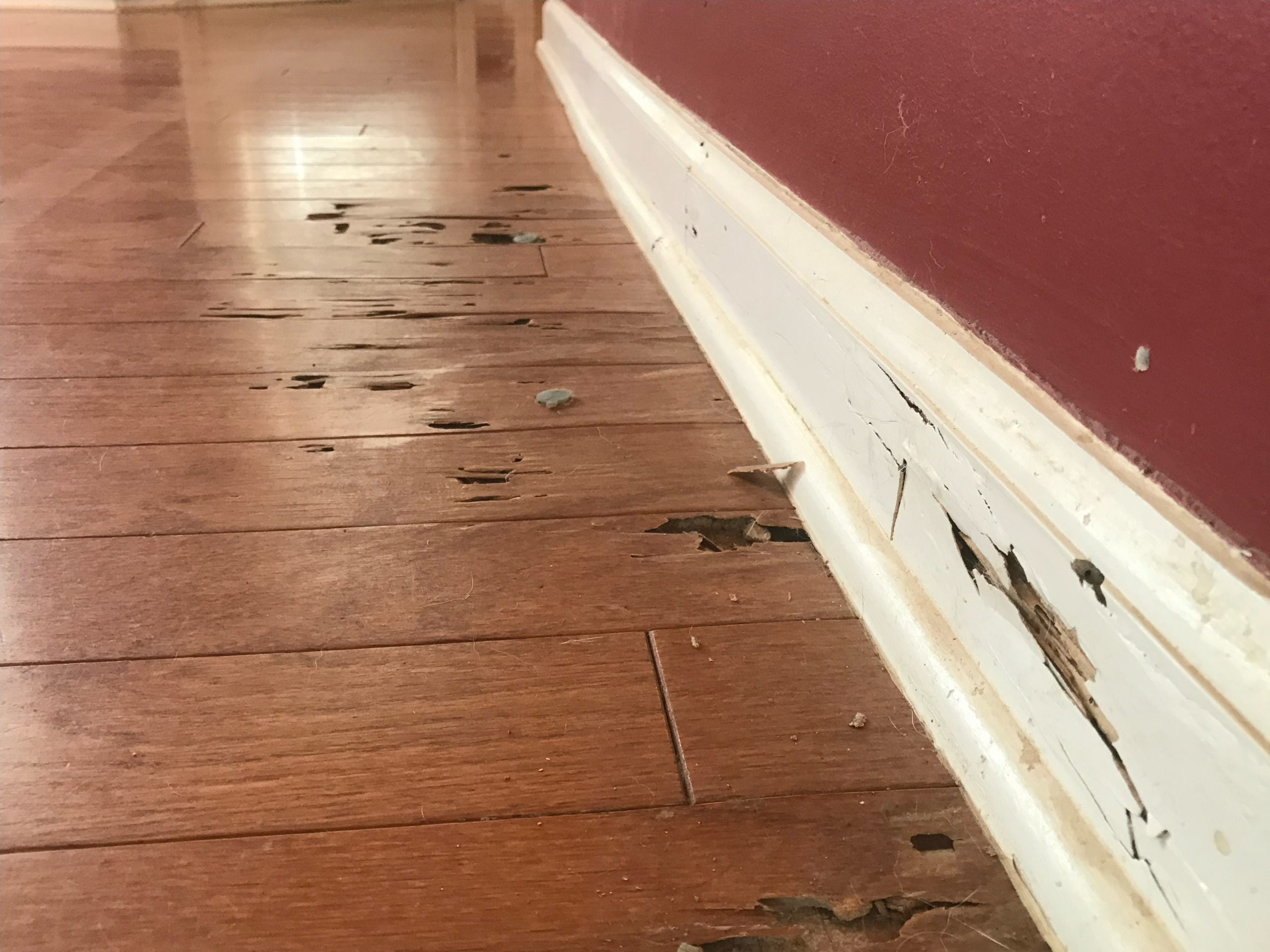 A photo of termite damage found in a home inspection.