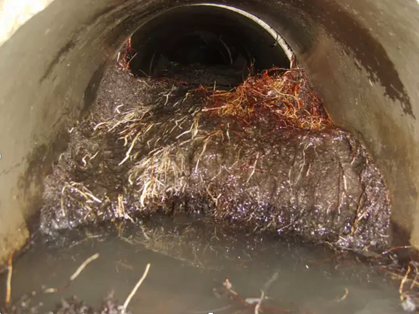 Roots in sewer line